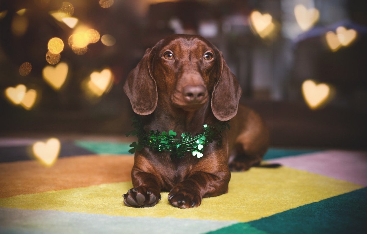 Собака и кошка вместе