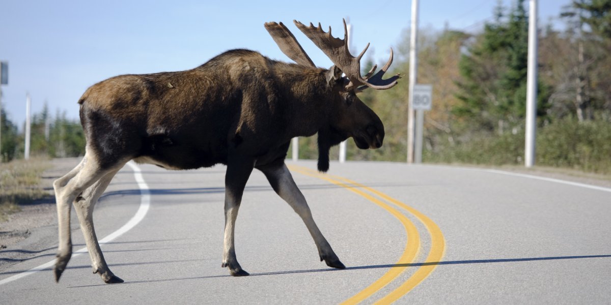Настоящий Лось