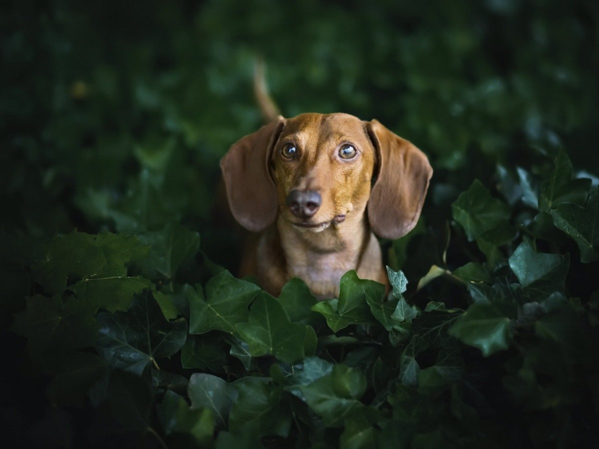 Фотообои такса