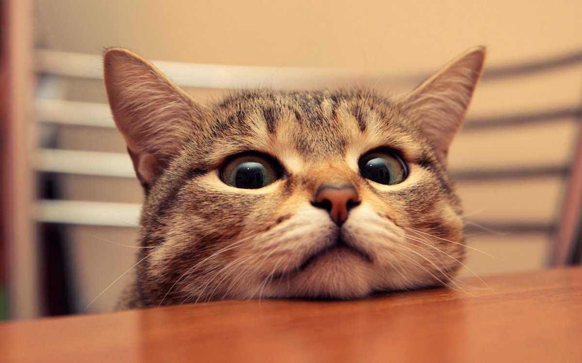 Милая морда