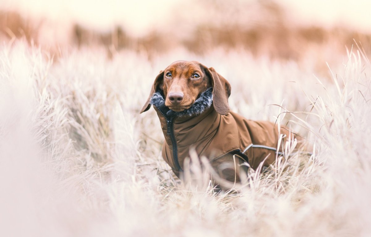 Корзина для собаки