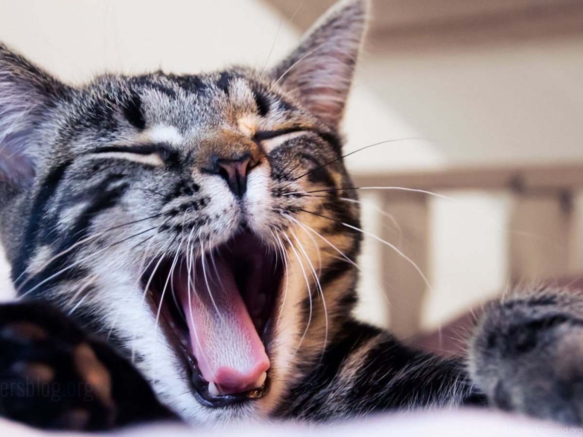 Кот зевает