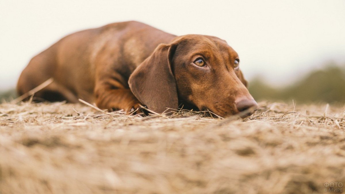 Такса на белом фоне