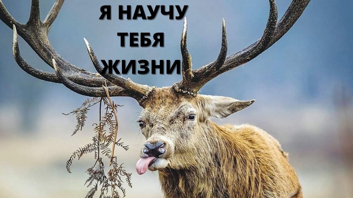 Тупой олень