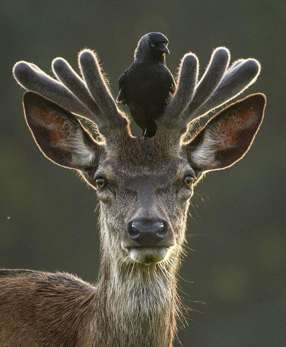 Безрогий олень