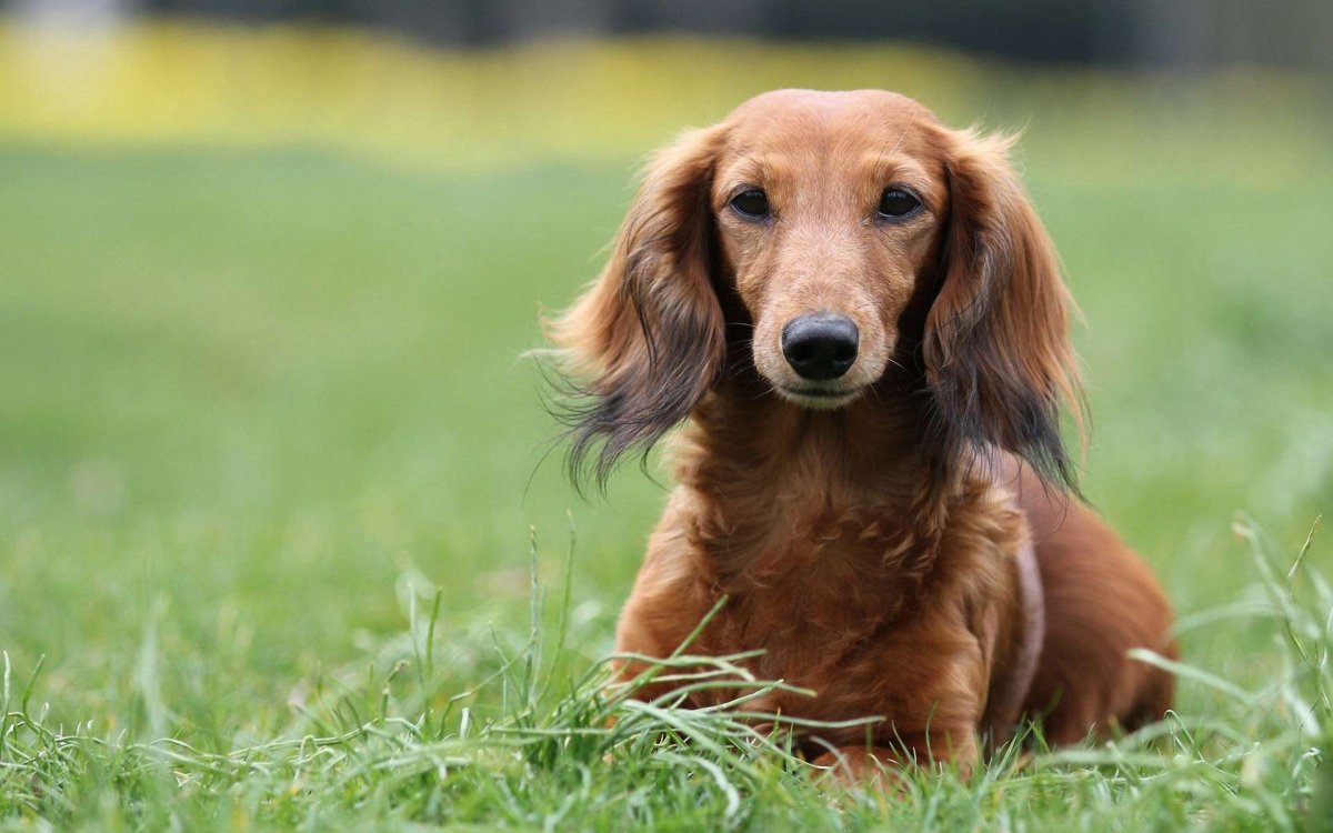 Такса рыжая длинношерстная