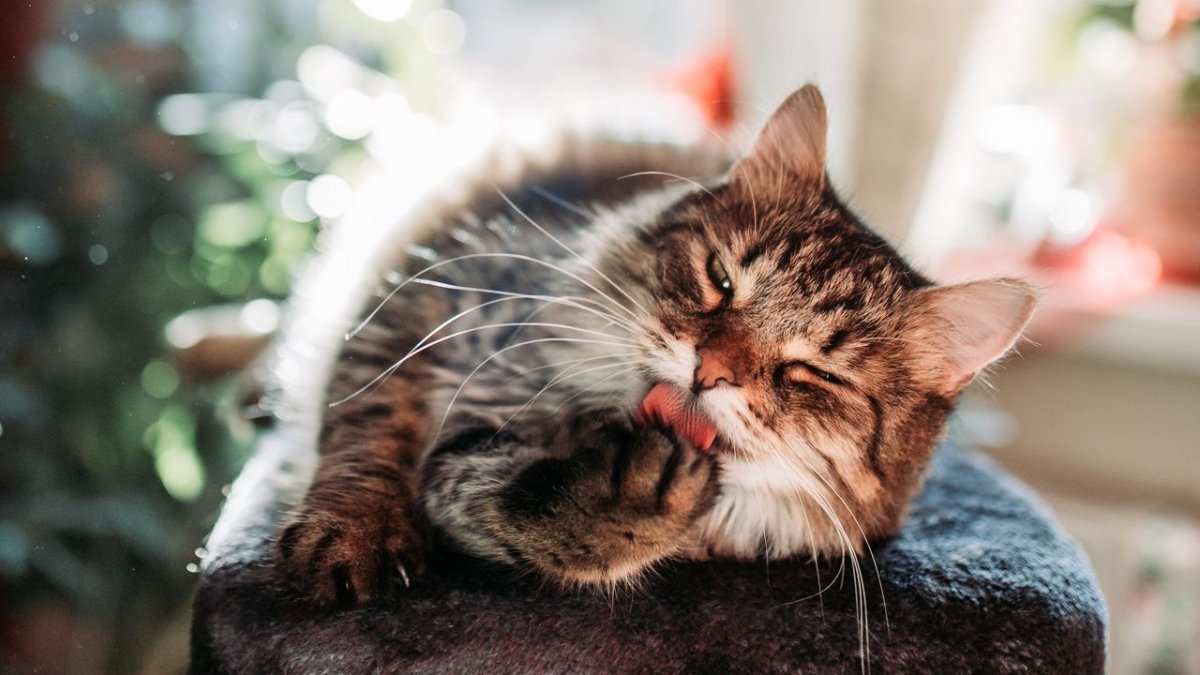 Котики 1600 900