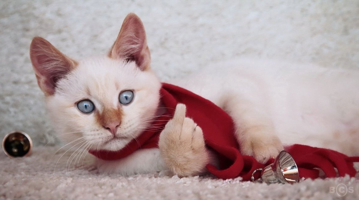 Новогодний кот на рабочий стол