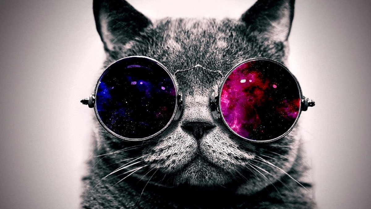 Обои на телефон кот в очках