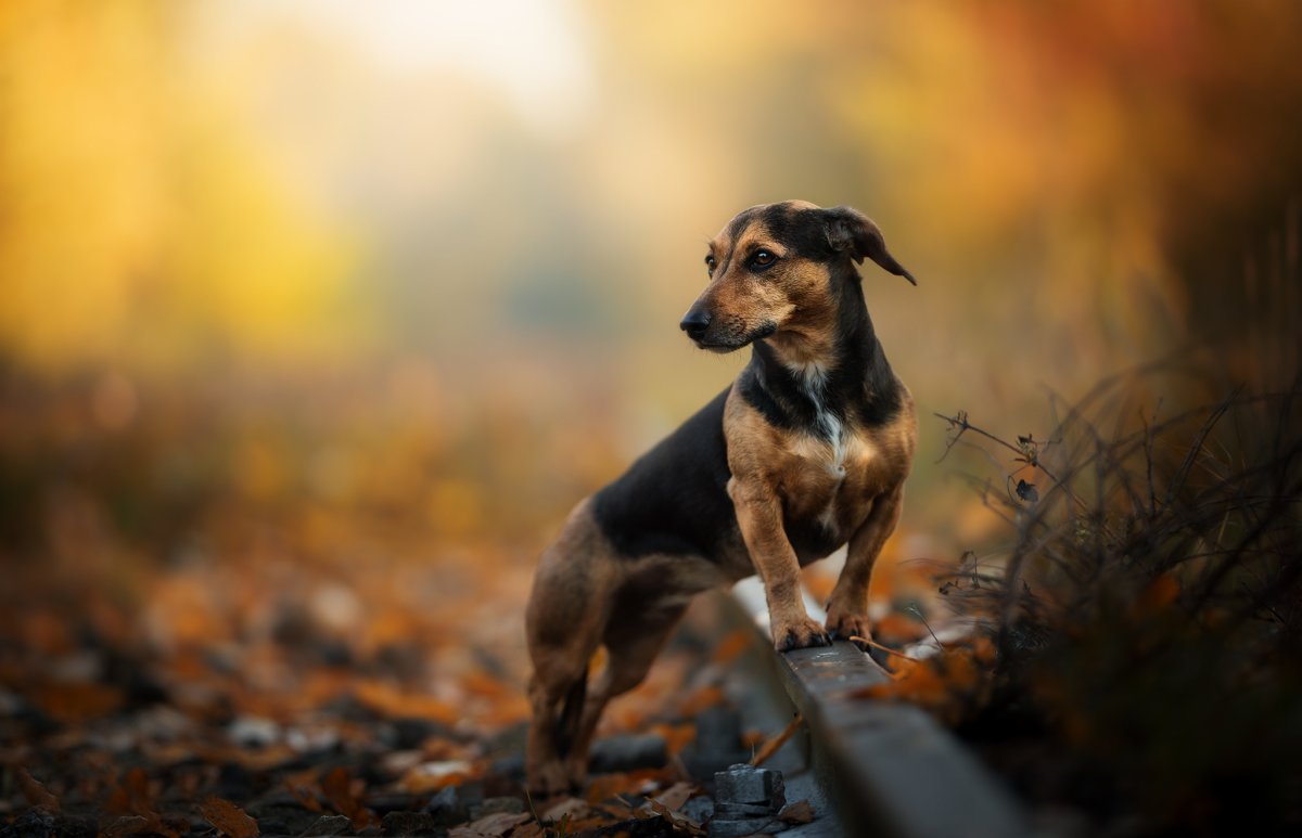 Такса собака