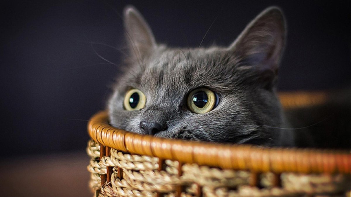 Обои на рабочий стол кошки