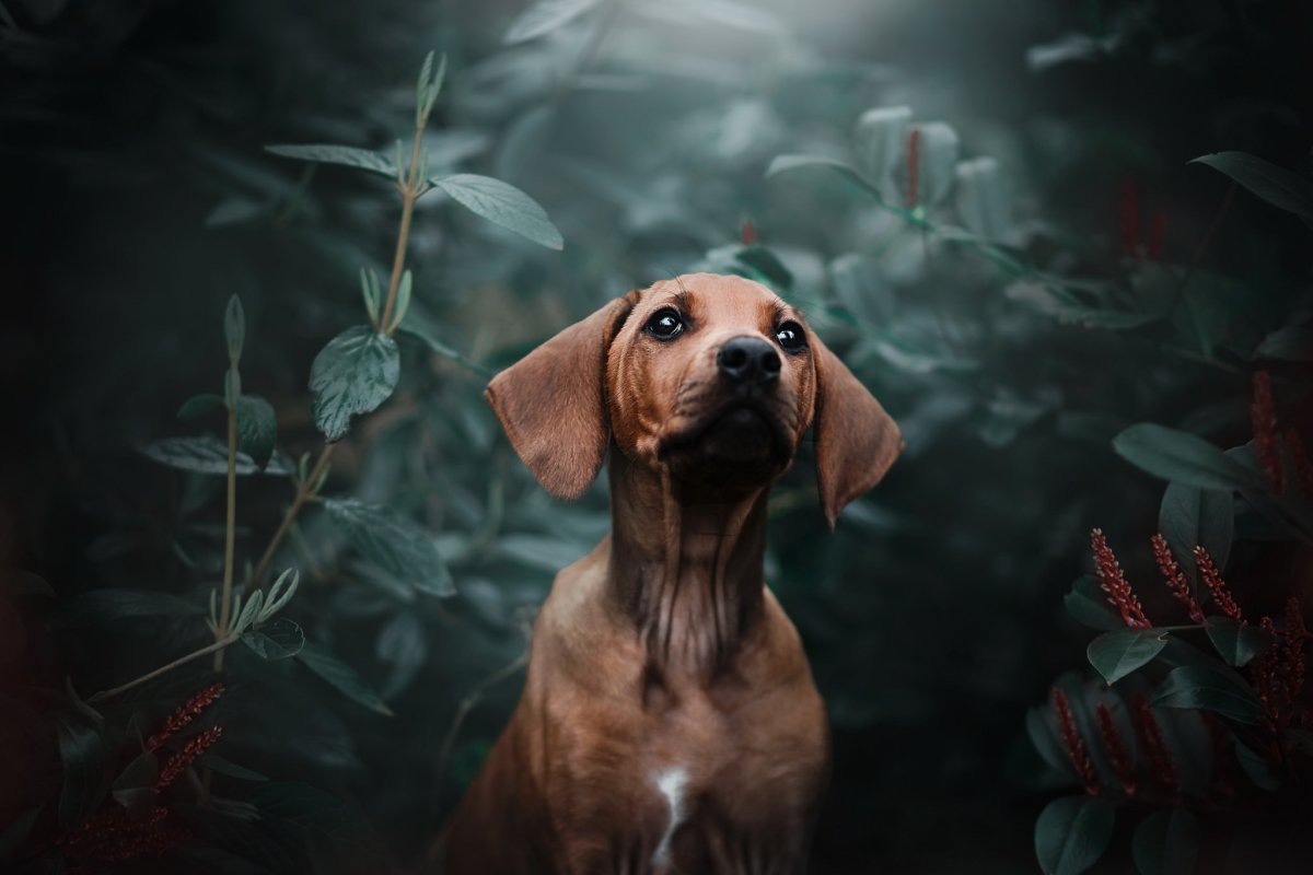 Красивые собаки