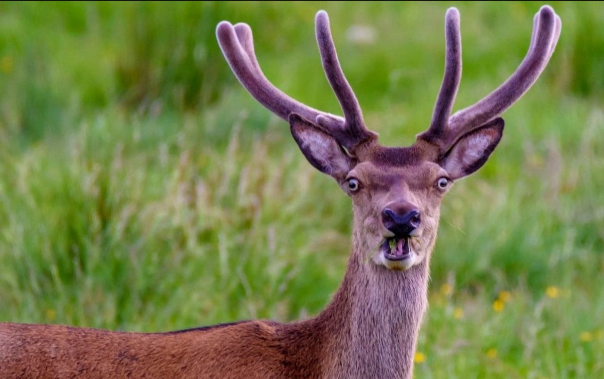 Тупой олень