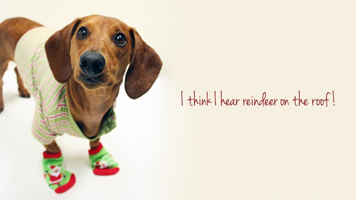 Обои на рабочий стол такса