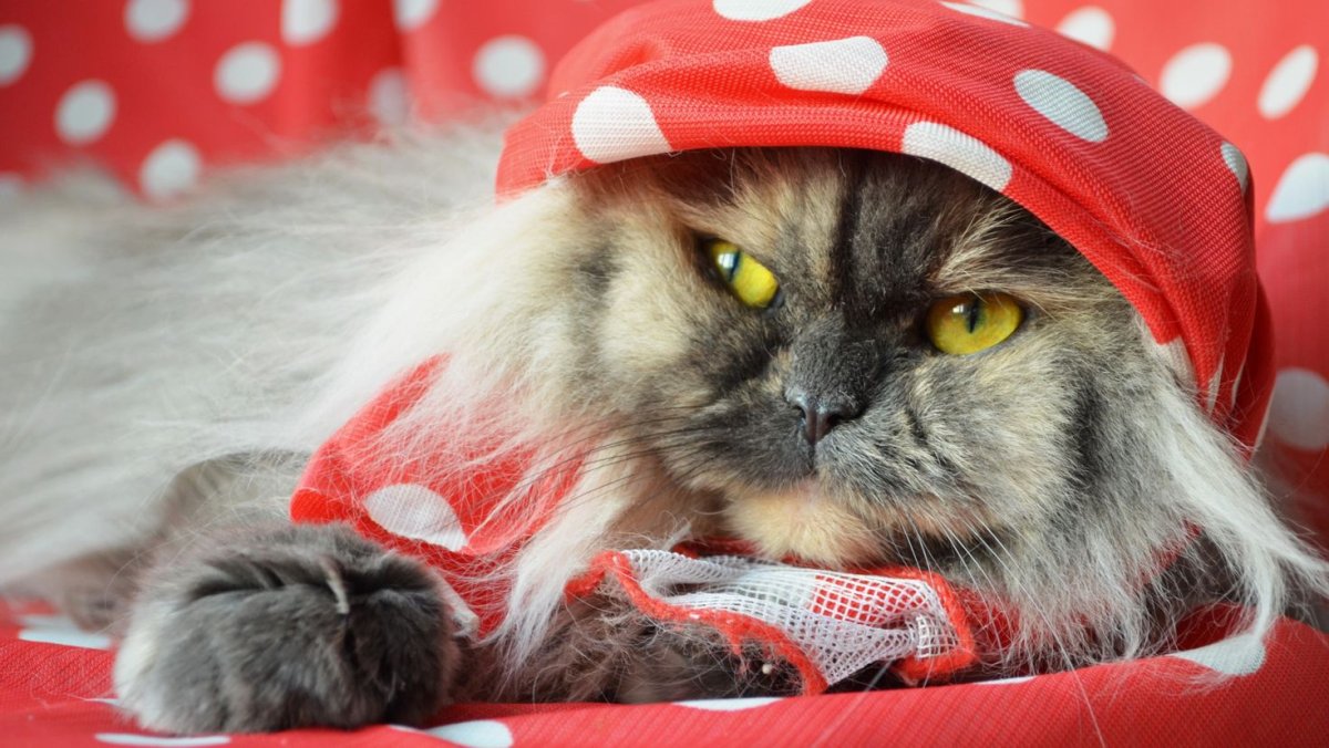 Котики смешные