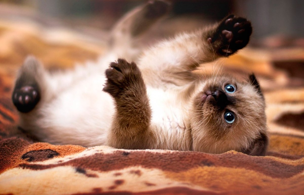 Кот сиамский пушистый вислоухий