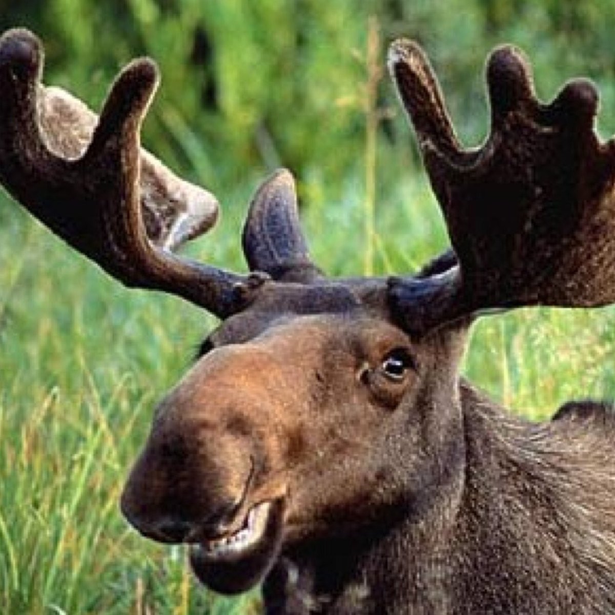 Лось смеется
