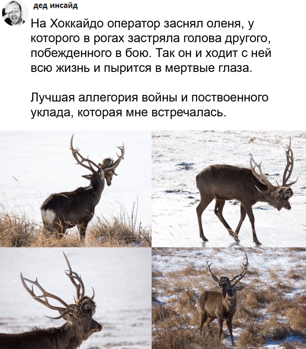 Рога оленя на голову