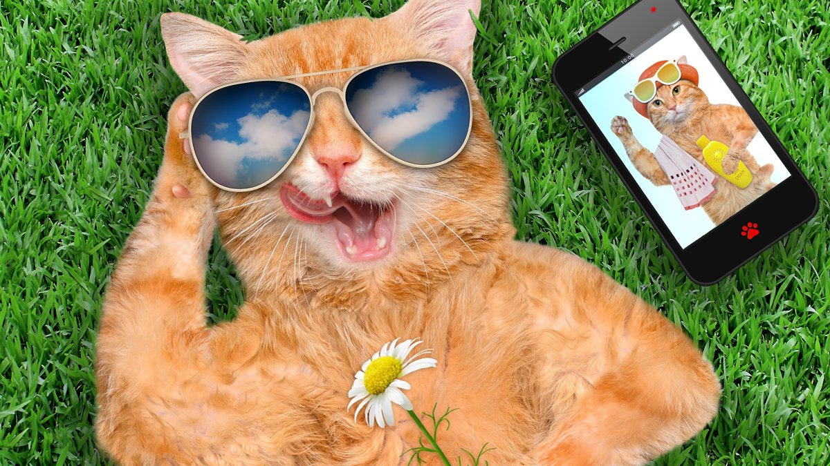 Рыжий кот в очках