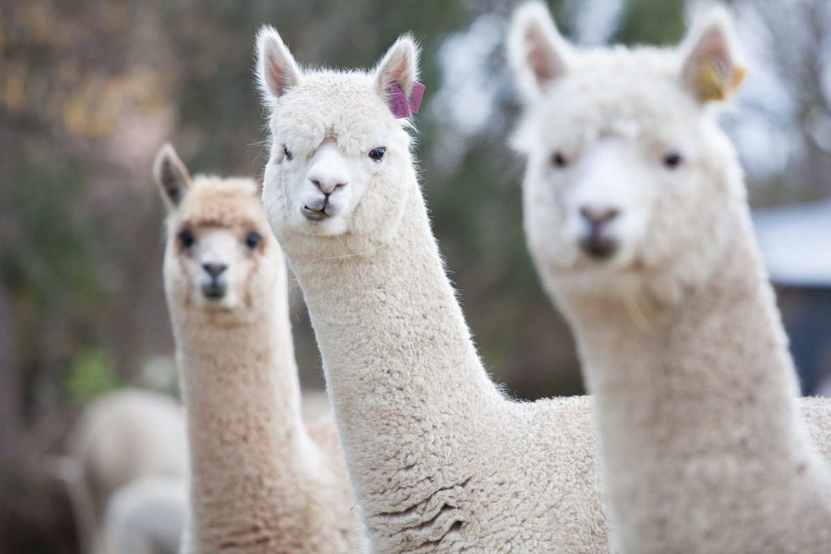 Королевская альпака