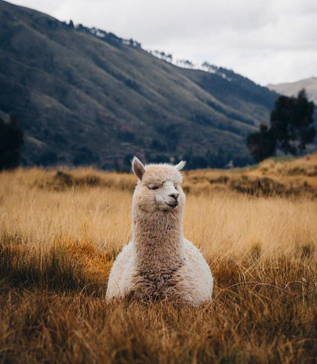 Альпака Исландия