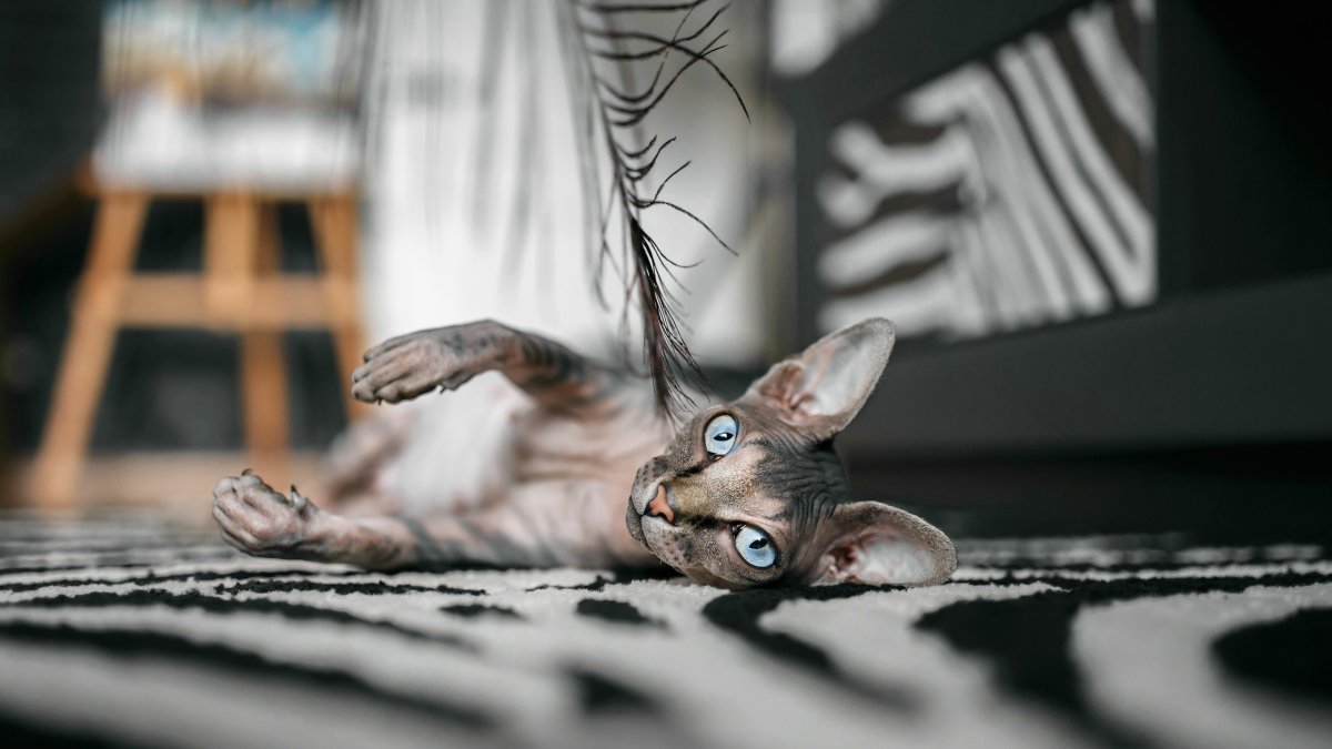 Коты сфинксы