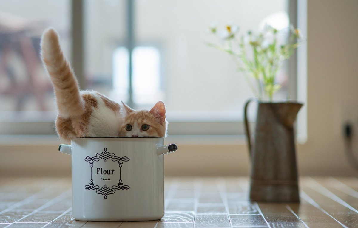 Забавные кошки