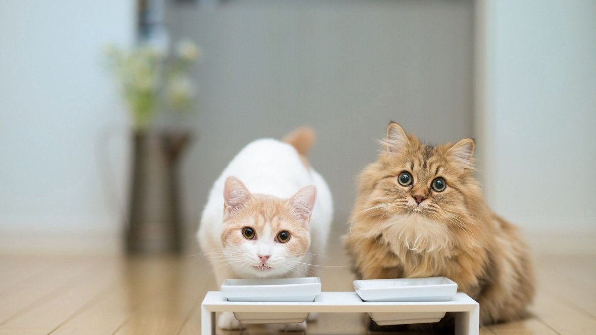 Картинки кошек