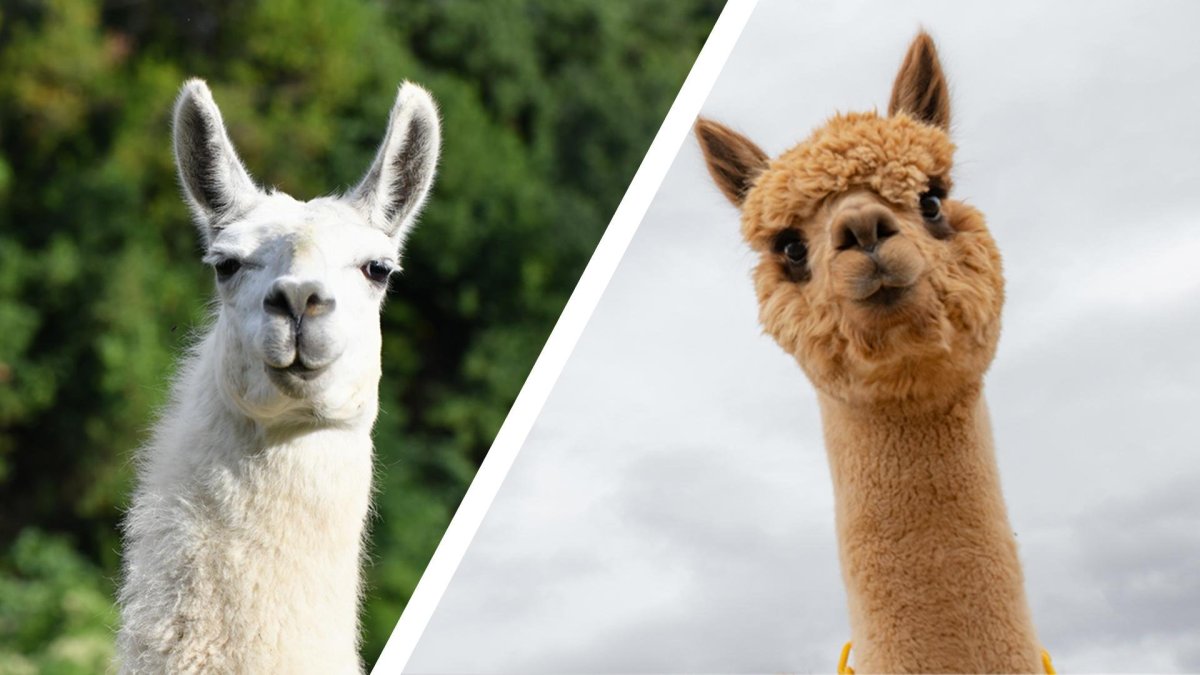 Альпака Жозефина