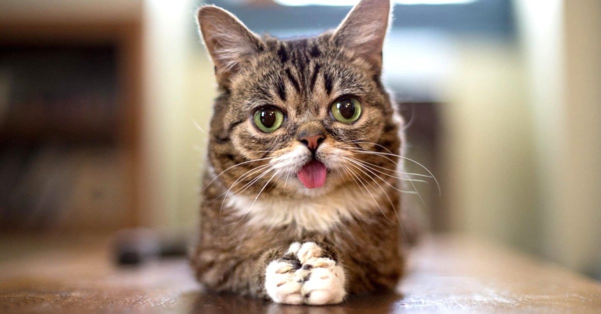 Веселый котик