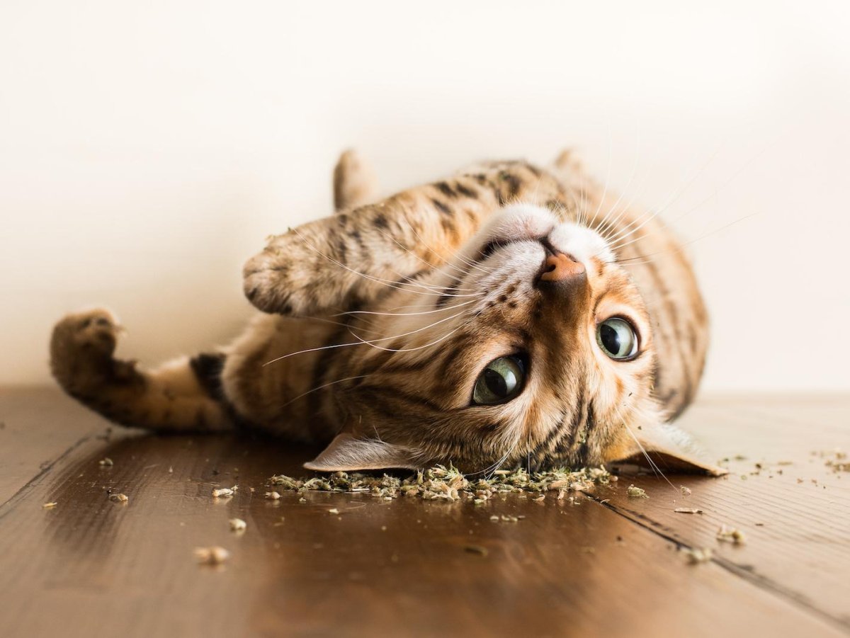 Кайфовый кот