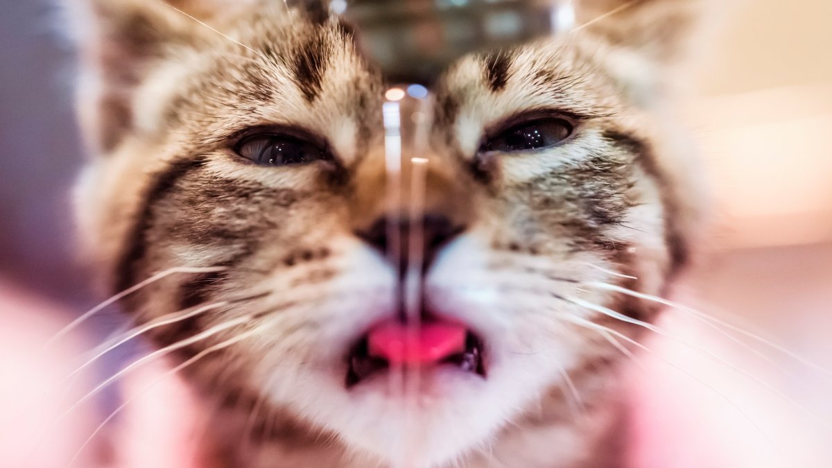 Смешной кот