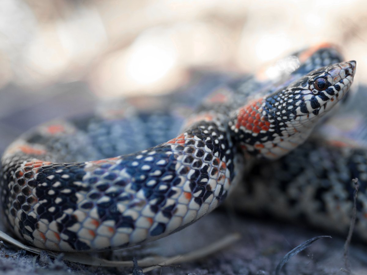 Смарагдовый полоз