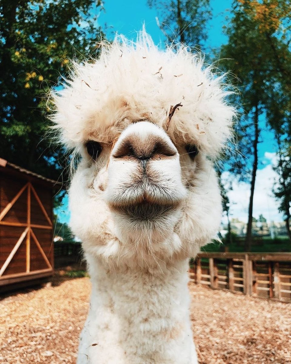 Альпака ферма ВДНХ