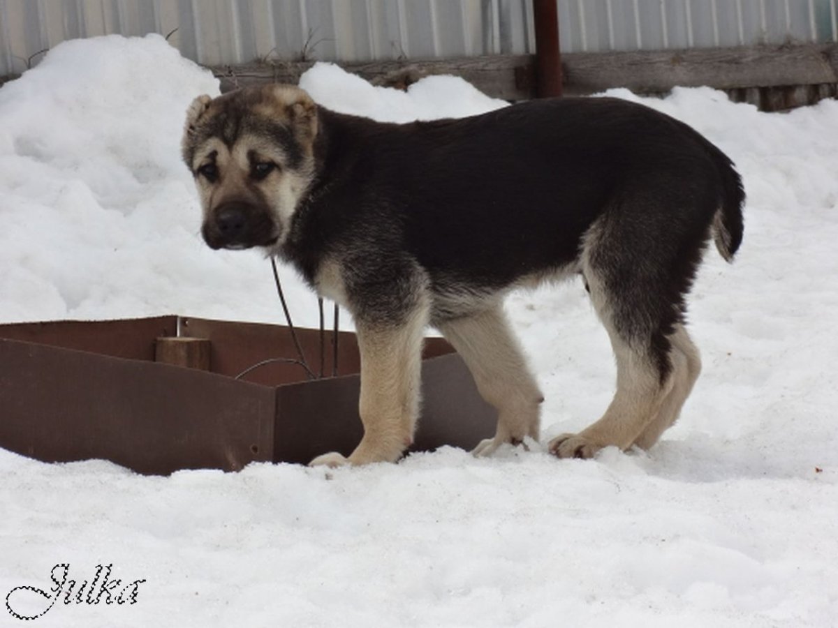 Среднеазиатская овчарка метис