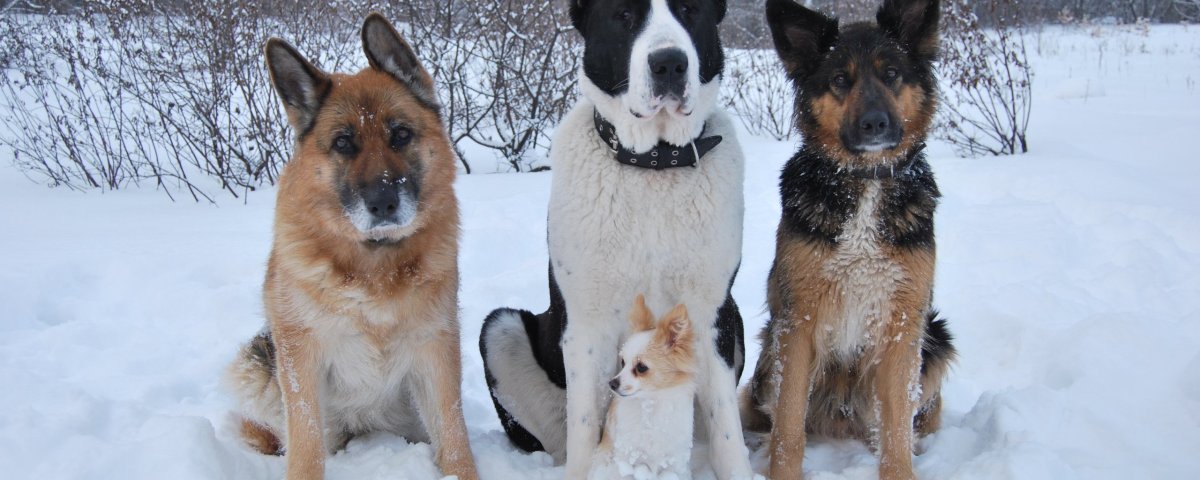 Алабай и немецкая овчарка