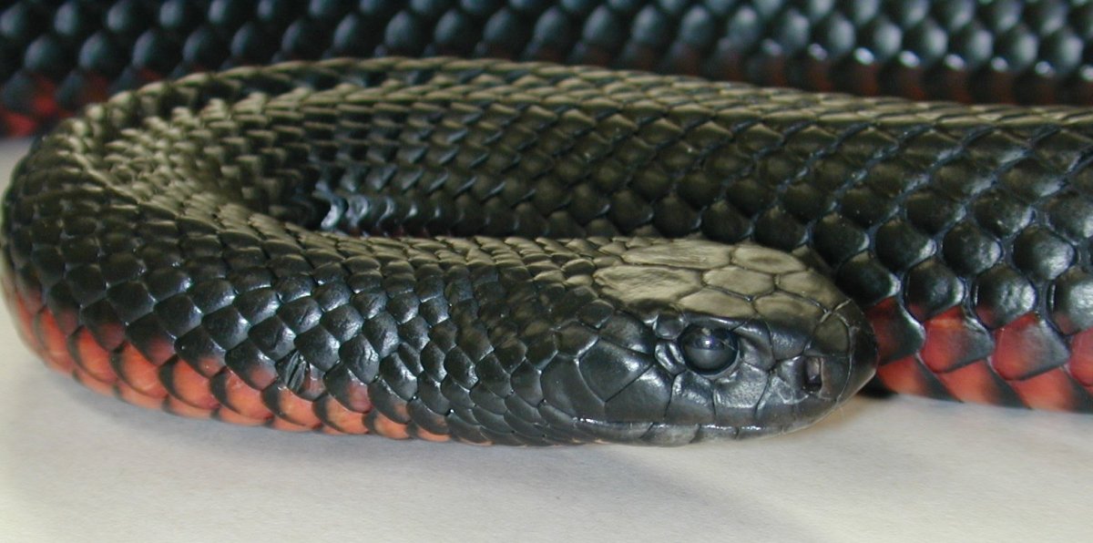 Краснобрюхий чёрный Аспид