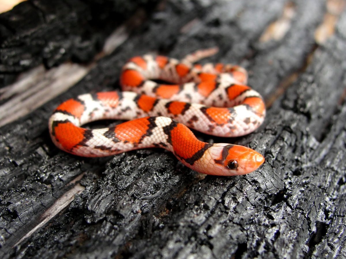 Змеи полоз оранжевый