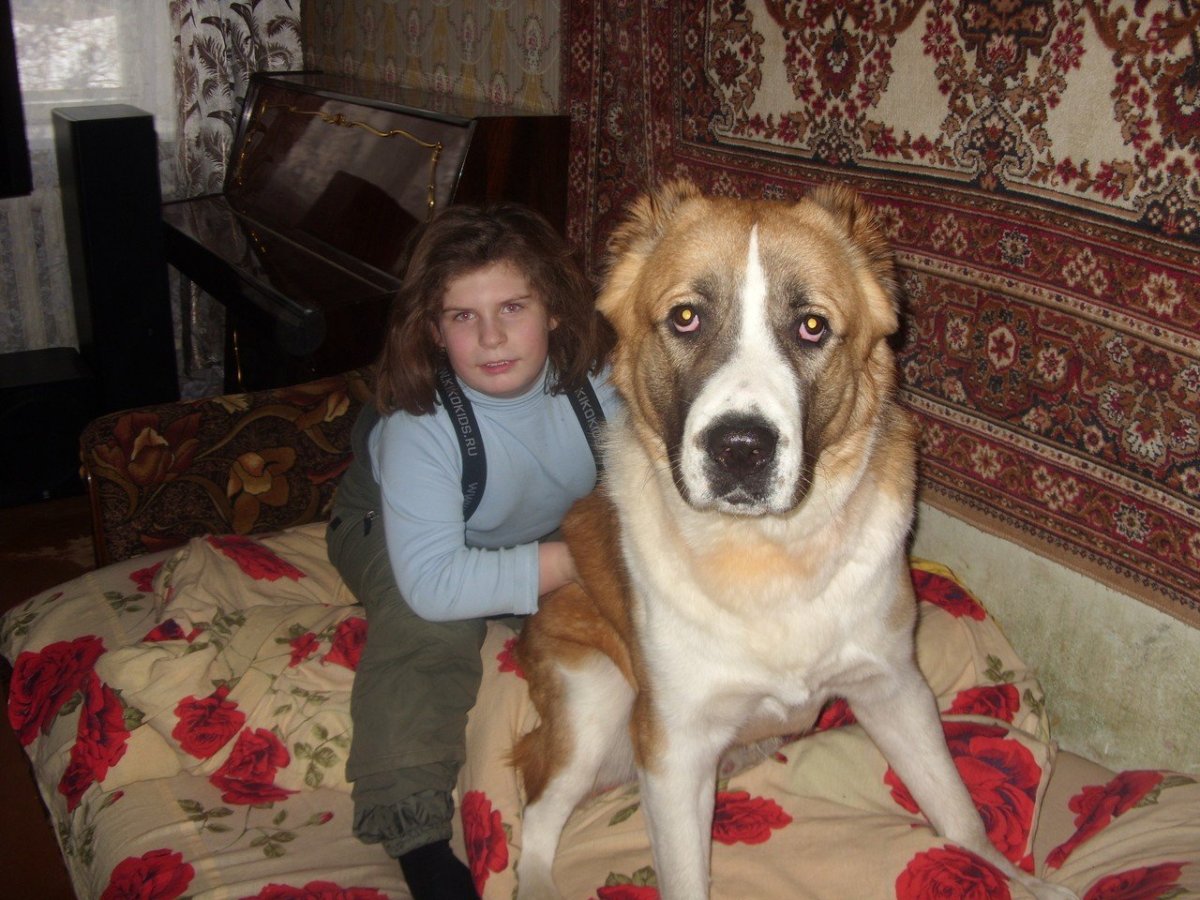 Алабай смесь с Московской сторожевой