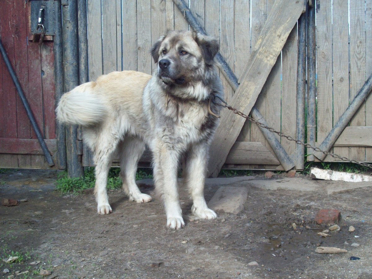 Смесь овчарки с алабаем