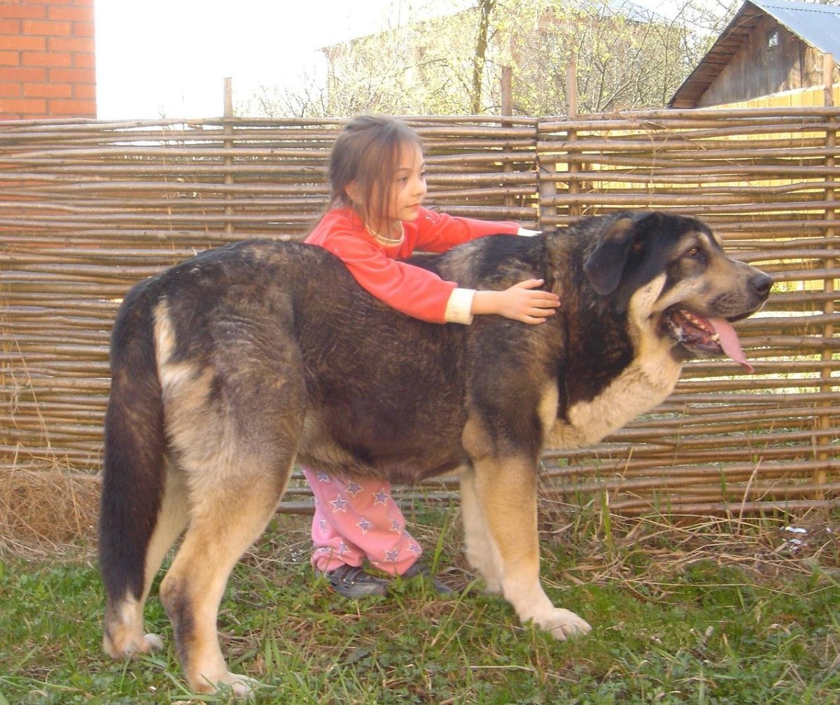 Помесь тибетского мастифа и кавказской овчарки