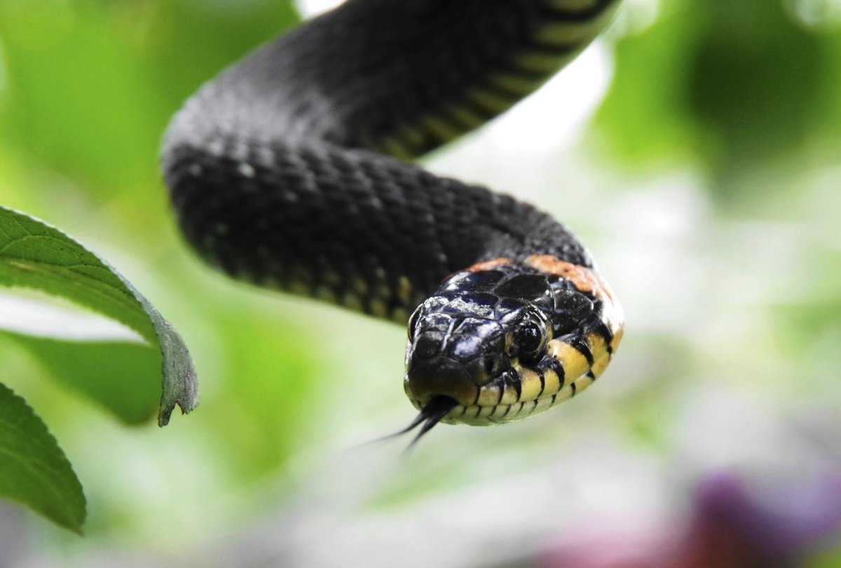 Обыкновенный уж