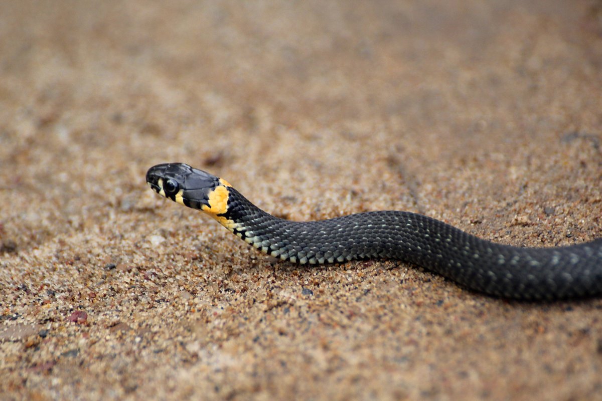 Краснобрюхий чёрный Аспид