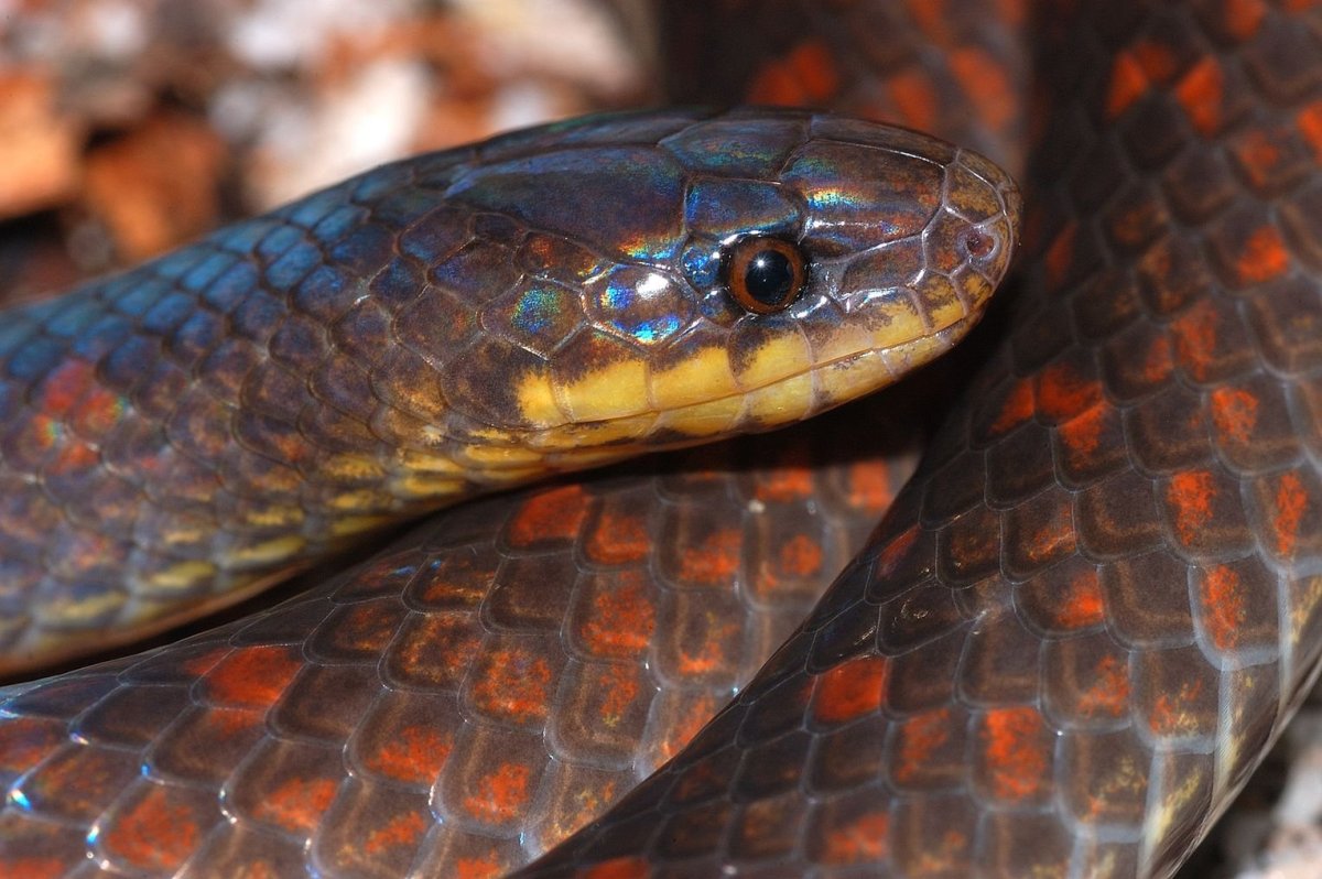 Змея Atractus tamessari