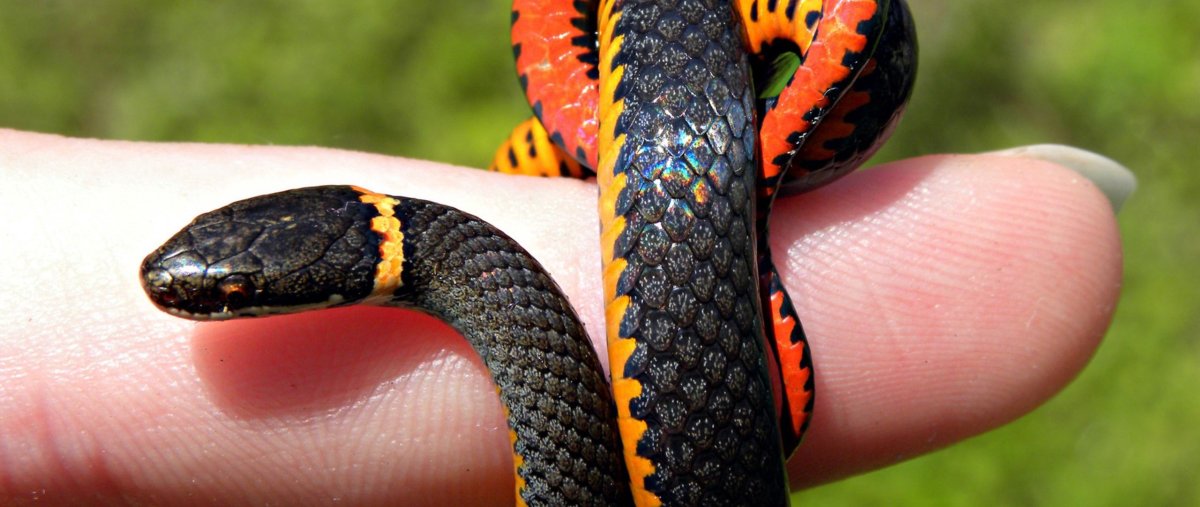 Черная змея с оранжевым ошейником