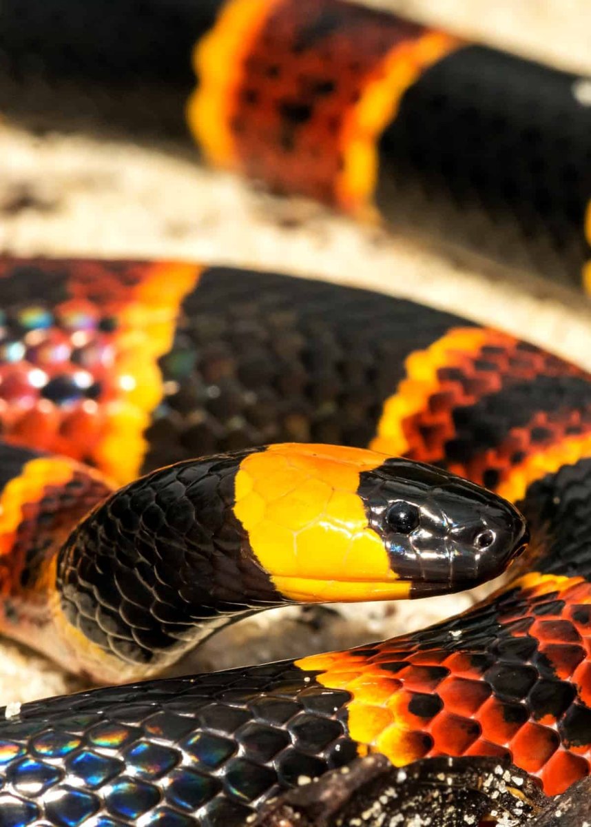 Черный Тайпан змея