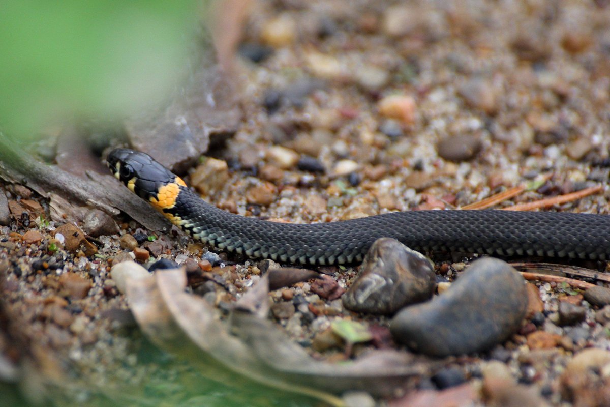 Краснобрюхий Аспид