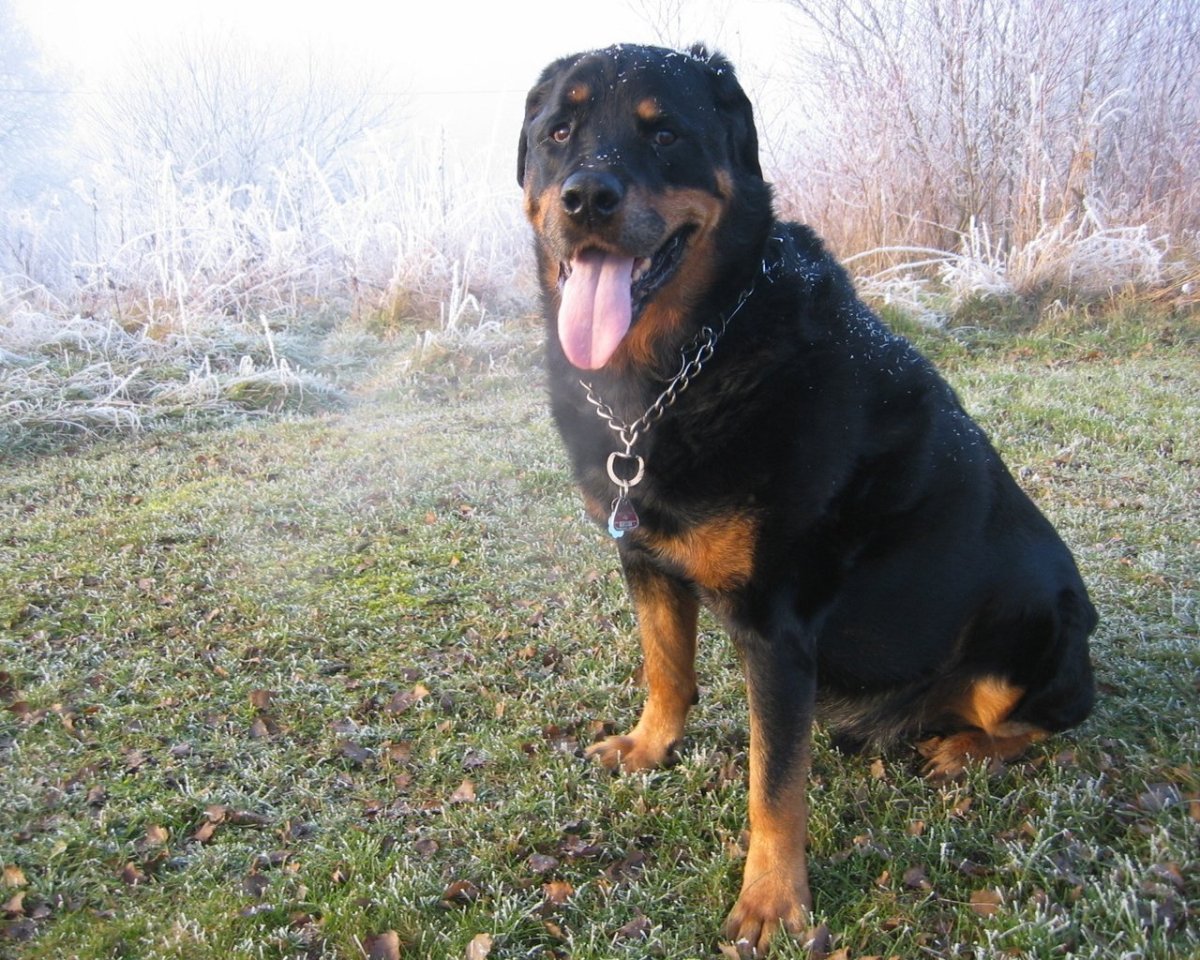 Смесь добермана и ротвейлера