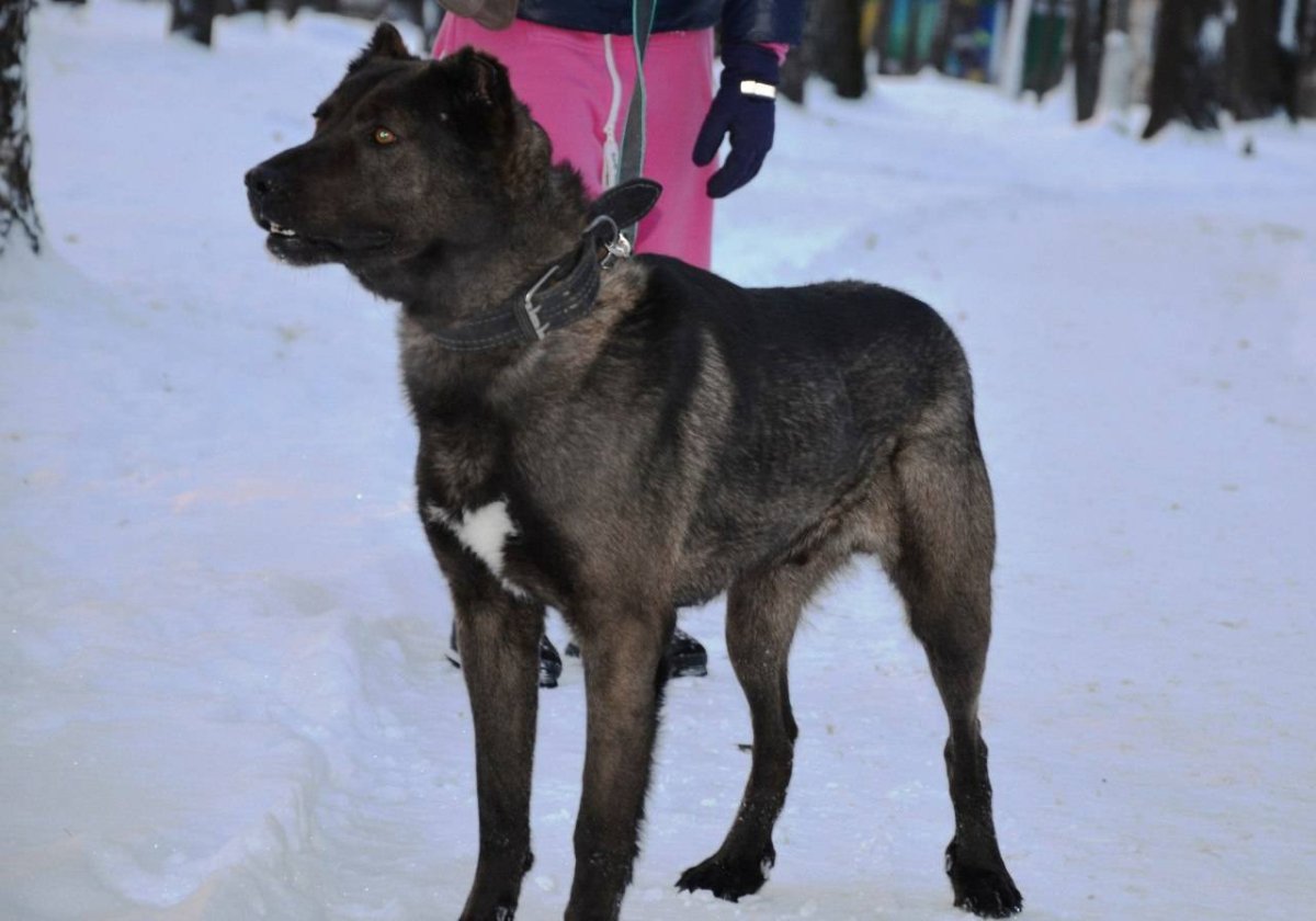 Метис волка и алабая
