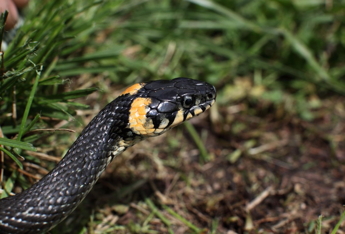 Уж обыкновенный - змея неядовитая